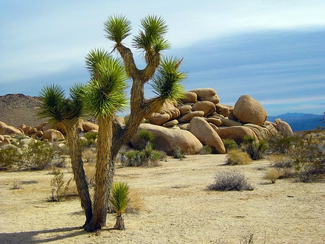 best hikes in joshua tree national park