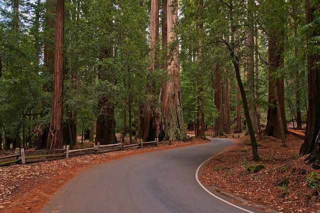 red wood trees of california