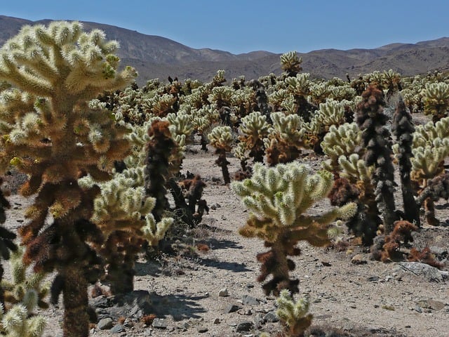 joshua tree national park hiking