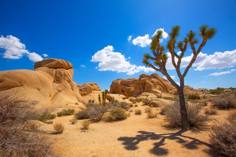 Where to Stay in Joshua Tree National Park in 2024 Glamping, Airbnb