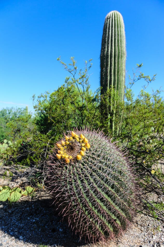 cactus in phoenix while hiking