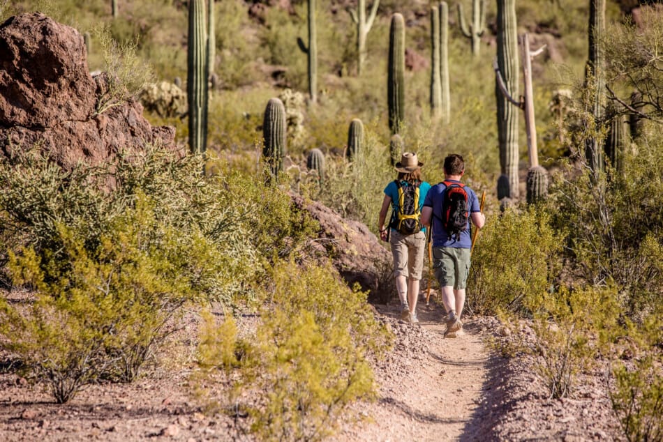 best things to do in Saguaro National Park Arizona