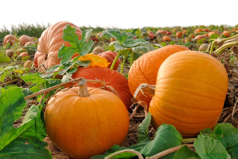 15 Best Pumpkin Patches in Arizona 2024 Local's Guide