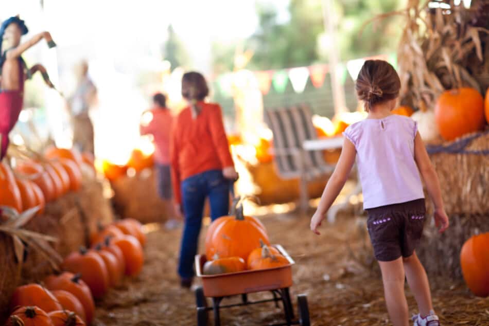 15 Best Pumpkin Patches in Arizona 2024 Local's Guide