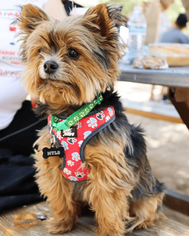 dog friendly restaurants in phoenix