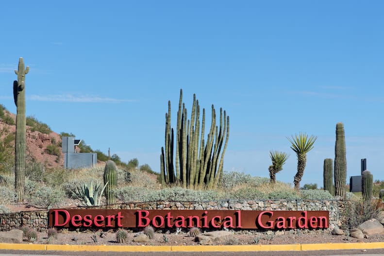 Desert Botanical Garden in Phoenix things to do Alone in Phoenix